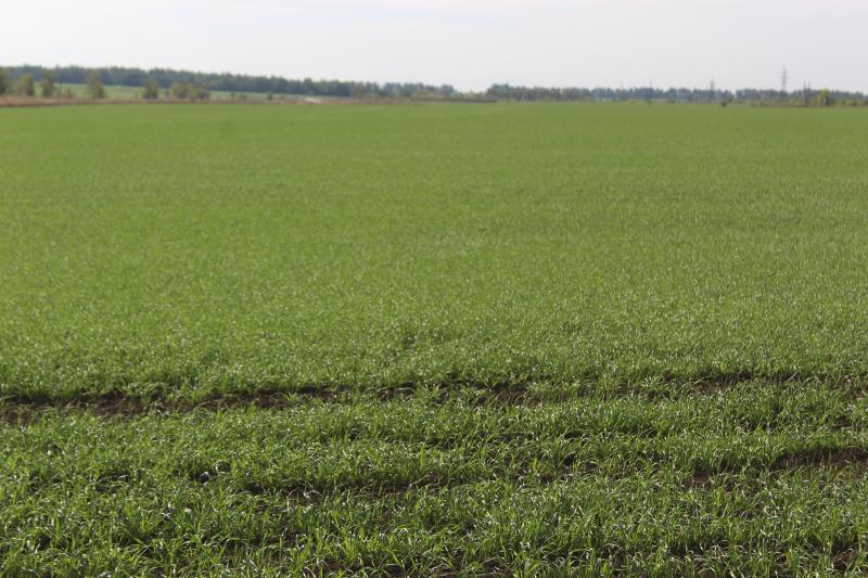  От совхоза к холдингу: как добиваются богатого урожая и высоких надоев