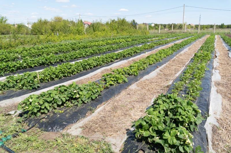 Стало известно, как бороться с болезнями урожая в августе