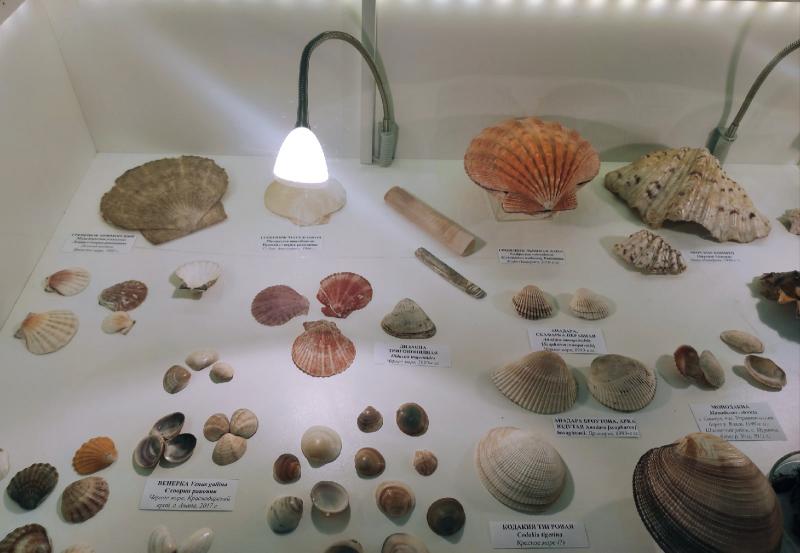"Жизнь в раковине": в музее имени Алабина открылась выставка моллюсков