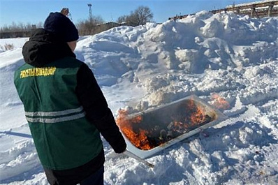 В Ульяновске сожгли орхидеи, заражённые калифорнийским трипсом