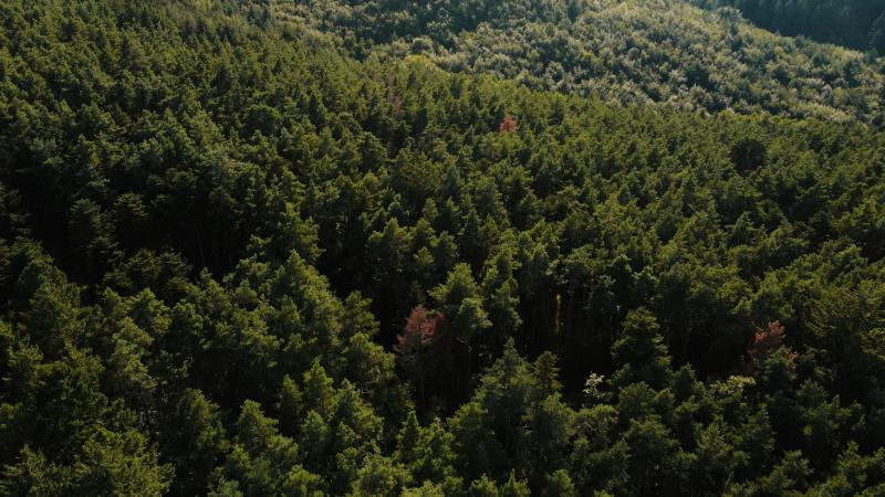 В Самарской области прошел юбилейный слет школьных лесничеств