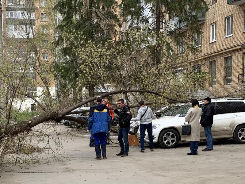 В Самаре из-за сильного ветра дерево рухнуло на машины