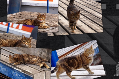 Видео: в ГИМС МЧС Самарской области несет службу кошка Эльза