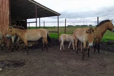 В Кинельском районе родились двое жеребят лошади Пржевальского