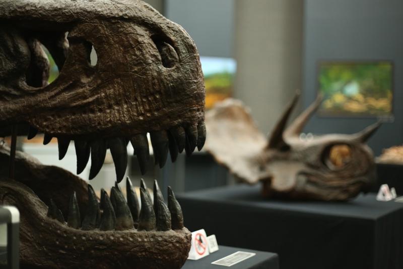 В Самаре открылась выставка динозавров и ящеров "Древняя жизнь"