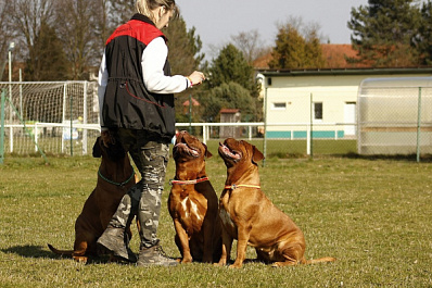 Стажер-кинолог в Самарской области нашла пропавшего пенсионера