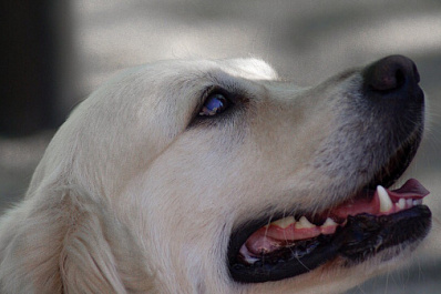 В Сызрани 20 человек оказались на улице из-за бесхозной сумки