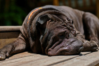 Волонтеры спасли шарпея и терьера от жестокого хозяина