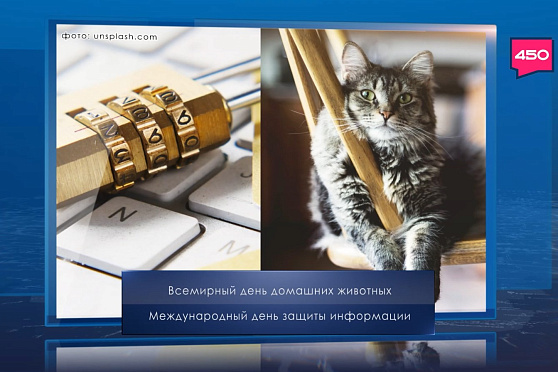 Всемирный день домашних животных. Календарь Губернии от 30 ноября