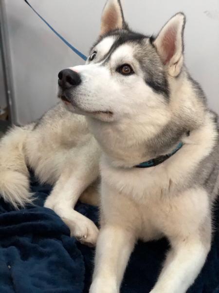 В Самаре прошла крупная выставка животных