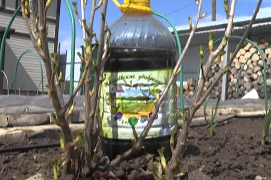 Дачные советы 24.04.2014