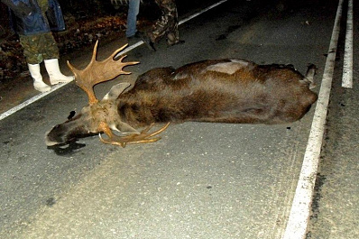В Самарской области автомобилист насмерть сбил лося