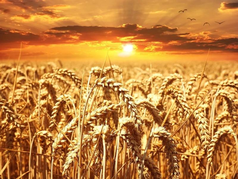 Прокуратура России пресекла попытки вывоза 6 тысяч тонн пшеницы за границу