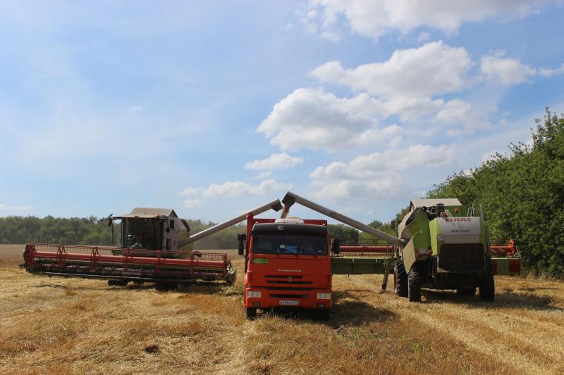 Поле с конем: как в Самарской области выращивают пшеницу и разводят лошадей