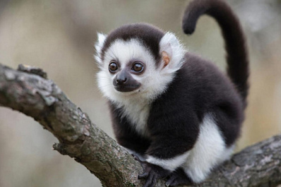 Сотрудники зоопарка сделали "маму" для новорожденного эдипова тамарина