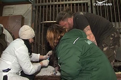 Ветеринары Самарского зоопарка оказали медицинскую помощь медведю из частного цирка