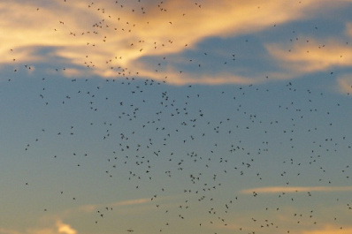 Самарские парки обработают от комаров