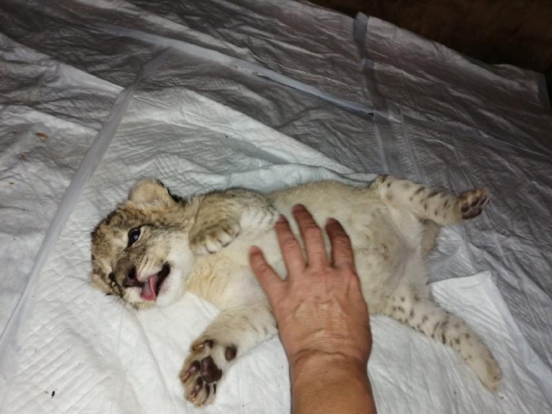 Львица Самара родила четырех малышей в уфимском зоопарке