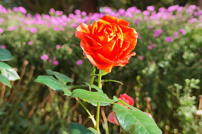 От лилий до пионов: самарцы похвастались фотографиями собственных клумб