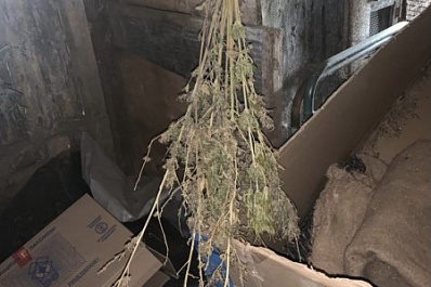 У жителя Шенталинского района нашли 200 граммов конопли