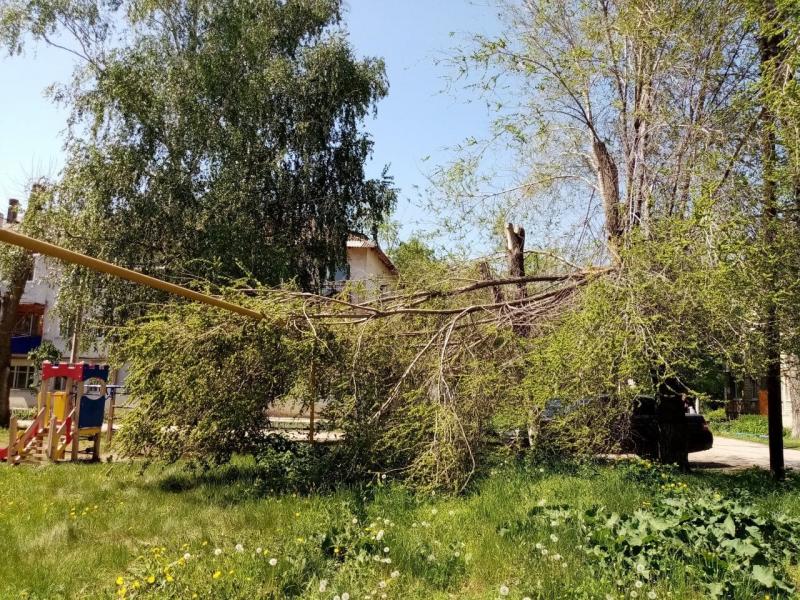 Жители Самарской области рассказали о проблеме падающих деревьев в регионе
