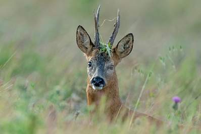 Спасатели помогли косуле вернуться в дикую природу