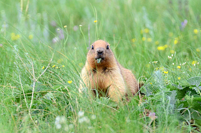 В заповедных степях Оренбургской области из зимней спячки вышли сурки