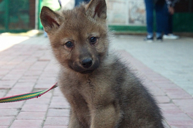 Завтра в Самаре можно будет поиграть с камерунскими козами и волчонком