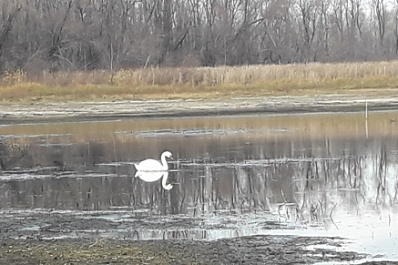 Будет жить: в Самарской области спасли умирающего лебедя