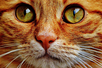 Рыжий кот едва не погиб на трассе под Сызранью, примерзнув хвостом к дороге