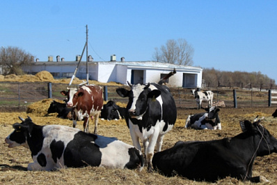 Потенциал кооператива "Черемшан": что поможет увеличить эффективность стада