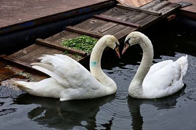 Лебединая стая в самарском парке 50-летия Октября в мае пополнилась тремя новыми парами