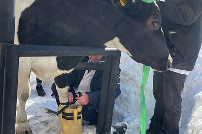 Самарский ученый изобрел капсулу для лечения коров