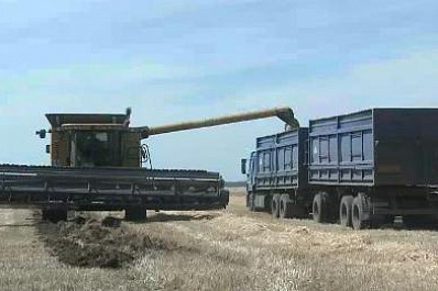 В Самарской области намолотили более полумиллиона тонн зерна