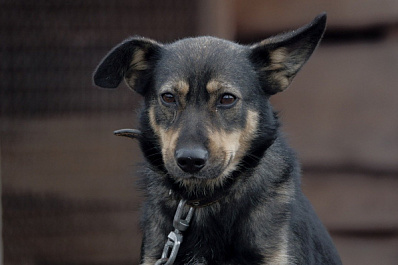 В Самаре собака задушилась поводком, выпрыгнув из машины
