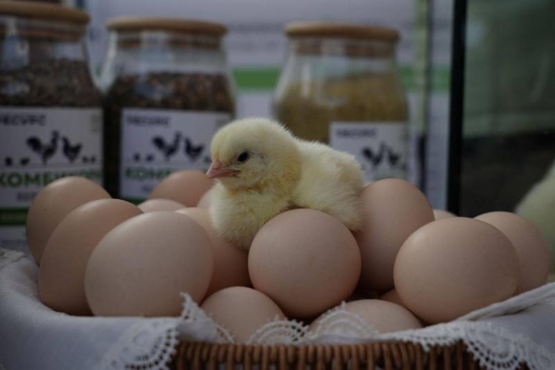 Вячеслав Федорищев работает в Кинель-Черкасском районе