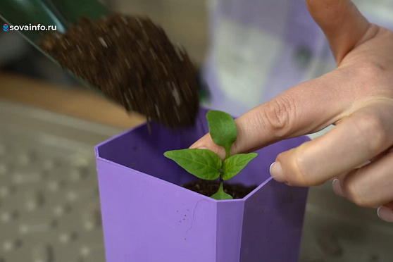 Сеем декоративные культуры и обрабатываем сад. Дачные сезоны