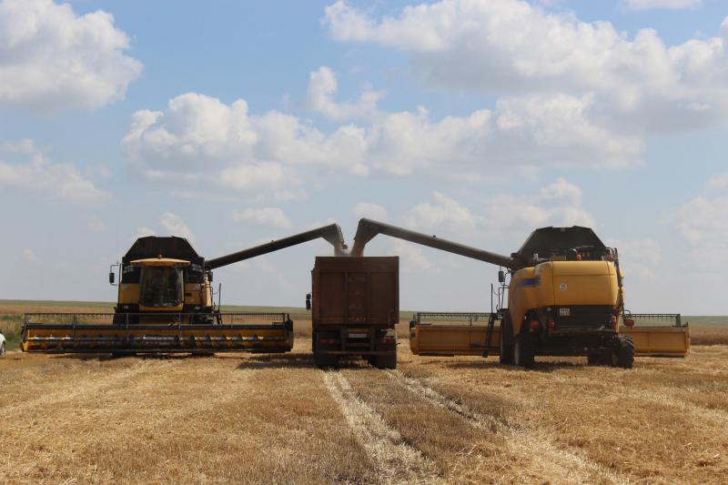 Зерновые удались: в хозяйствах агрохолдинга "Василина" выращен хороший урожай озимой пшеницы