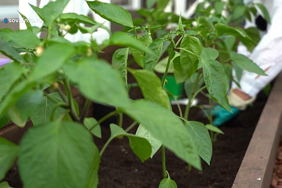 Обрабатываем виноград от вредителей и плодовый сад от болезней. Дачные сезоны
