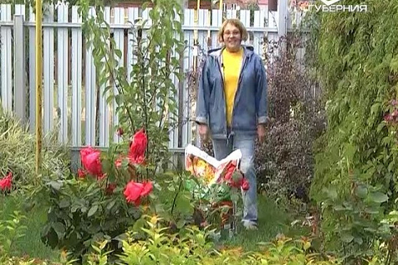 Дачные советы 15.09.2016. Работы в осеннем саду