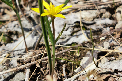 Жигулёвские "подснежники": в Самарской области на полмесяца раньше зацвели первые цветы
