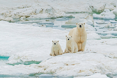 В зоопарке пополнение: в Новосибирске у белой медведицы родились двое медвежат 