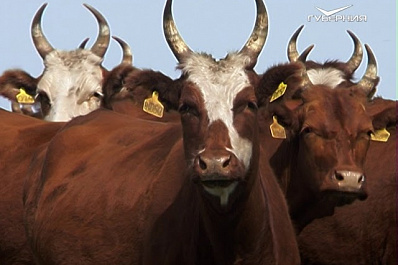 Взять быка за рога: в Шигонах обсудили перспективы развития мясного животноводства