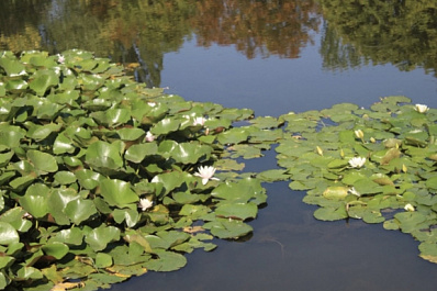 Самарцев приглашают на субботник в Ботанический сад