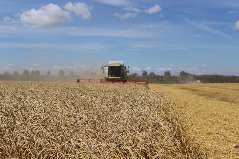 Поле с конем: как в Самарской области выращивают пшеницу и разводят лошадей