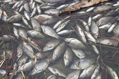 В Самаре выясняют, почему погибла рыба в озере Рулевом