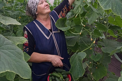 Камышлинские фермеры получили первый урожай в теплице, построенной на средства господдержки