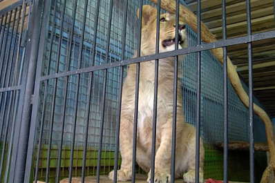 В Самарском зоопарке львенок Алтай впервые в жизни увидел новогоднюю елку