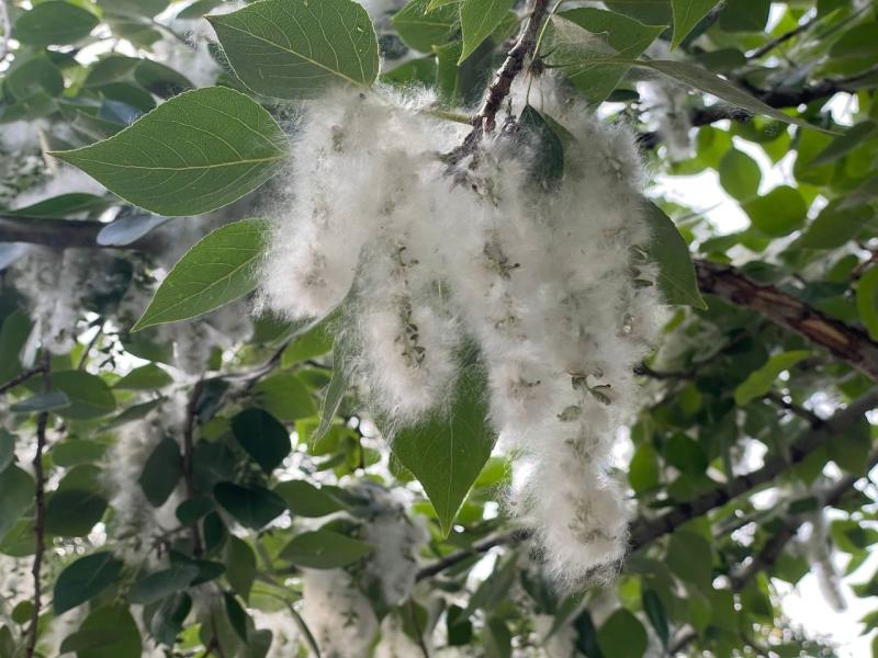 В Самарской области лесоруба наказали за уничтожение тополя и клена