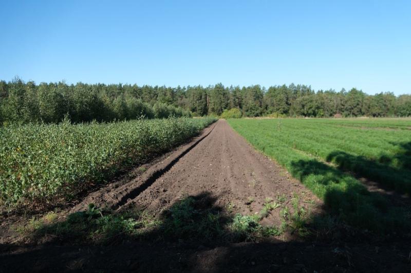 В Самарской области посадят более 130 га леса